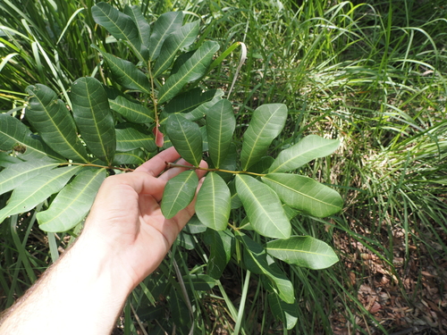 Cupaniopsis anacardioides