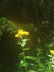Telekia speciosa