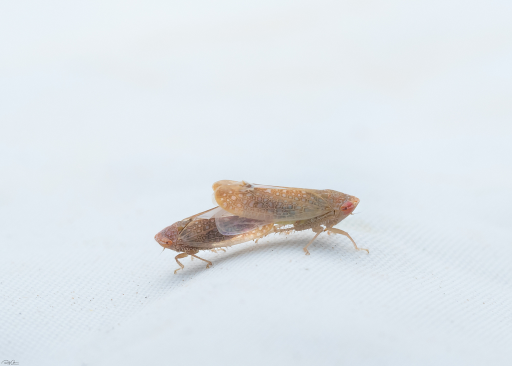 Platymetopius obsoletus