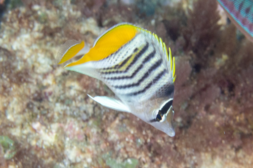 Atoll butterflyfish (Chaetodon mertensii) — Chaetodontidae — 5