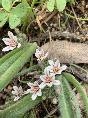 Trachyandra hispida