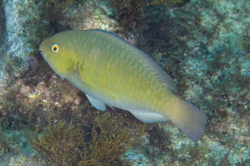 Rivulated parrotfish (Scarus rivulatus) — Scaridae — 3