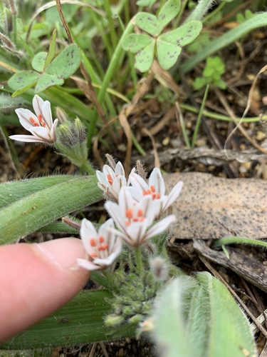 Trachyandra hispida
