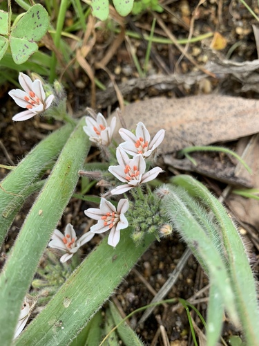 Trachyandra hispida