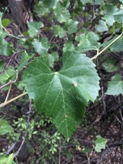 Vitis arizonica