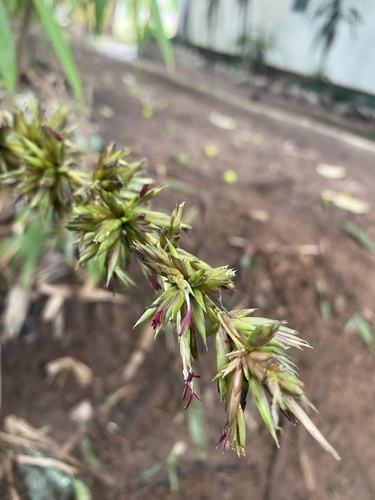Bambusa vulgaris iNat (3)