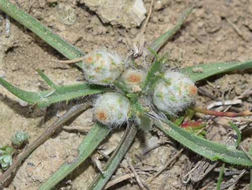 Plantago notata