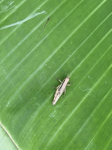 Short-winged Rice Grasshopper