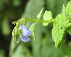Salvia languidula