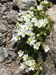 Cerastium latifolium