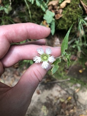Silene stellata