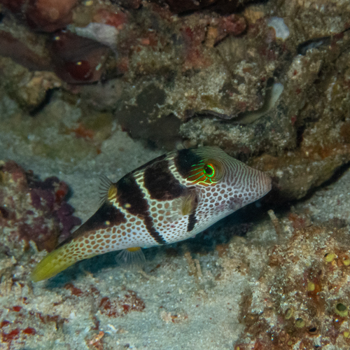 Blacksaddle Toby (Canthigaster valentini)