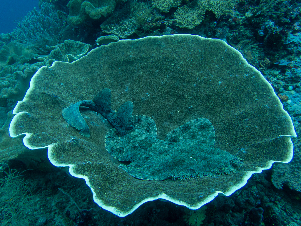 Tasselled Wobbegong (Eucrossorhinus dasypogon) - recorded at Edi’s Cave