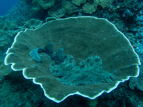 Tasselled Wobbegong — seen at this dive site
