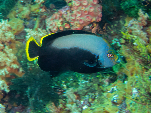 Black-velvet angelfish (Chaetodontoplus melanosoma) — Pomacanthidae — 2