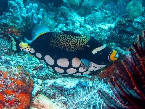 Clown Triggerfish — seen at this dive site