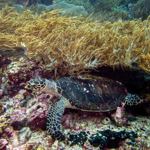 Hawksbill Sea Turtle — seen at this dive site