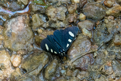 Alypiodes bimaculata