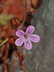 Geranium robertianum