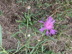 Centaurea