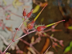 Geranium robertianum