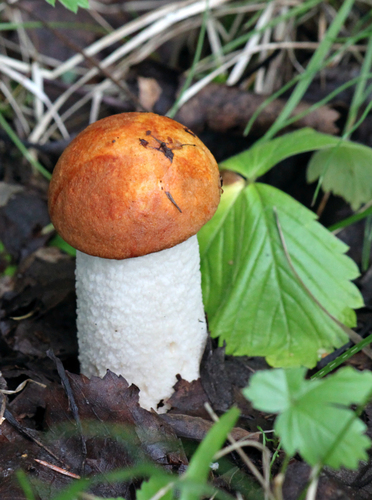 Leccinum leucopodium