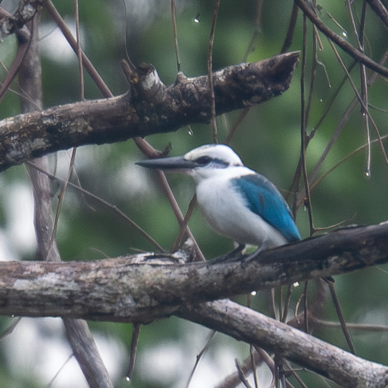 Beach Kingfisher (Todiramphus saurophagus), photo 9