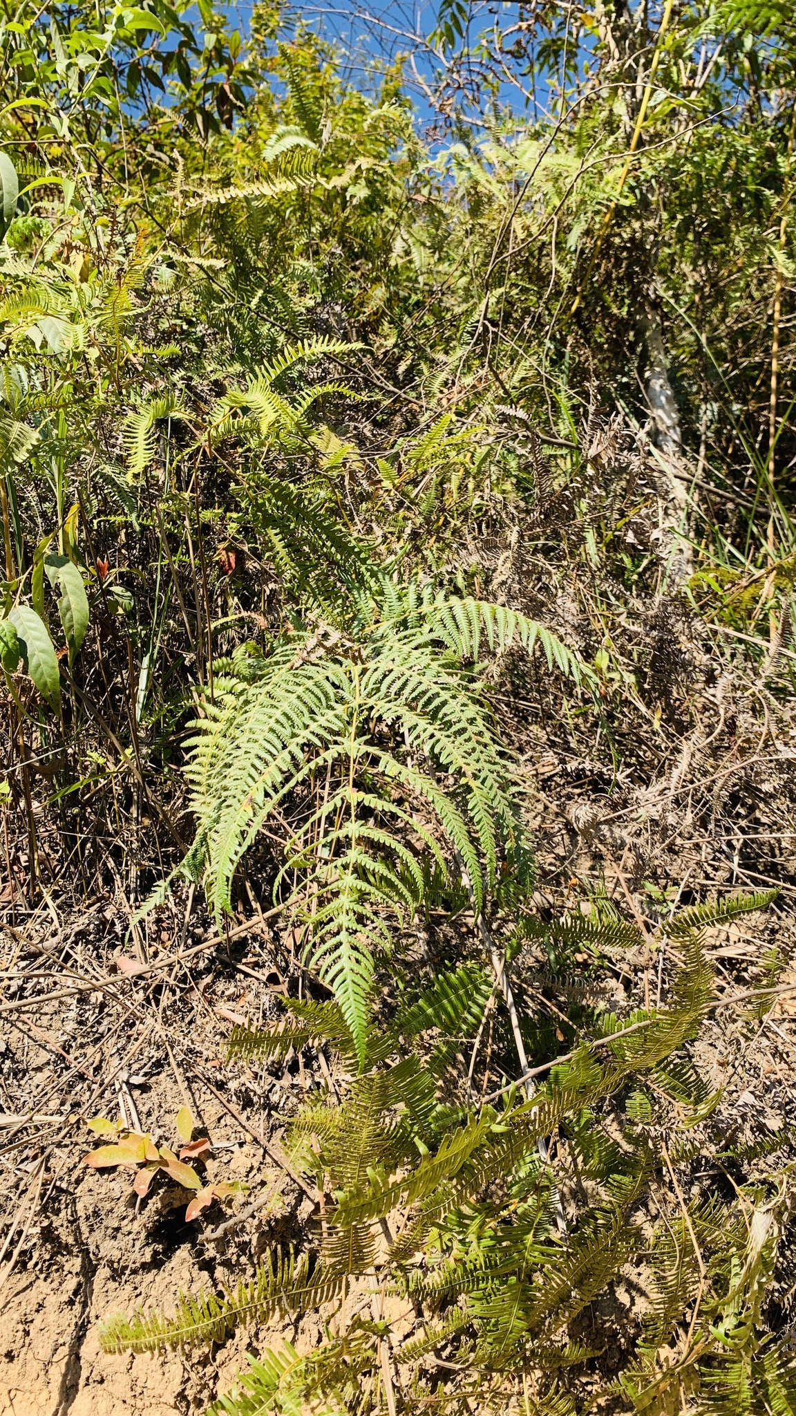 Pteridium aquilinum — ảnh 2