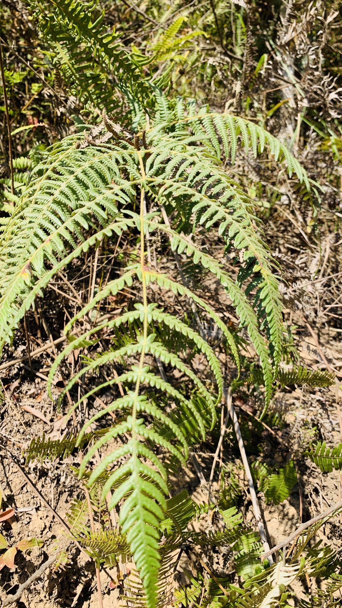 Pteridium aquilinum (Pteridium aquilinum)