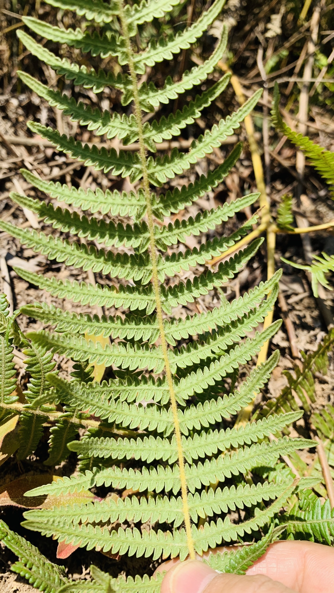 Pteridium aquilinum — ảnh 3