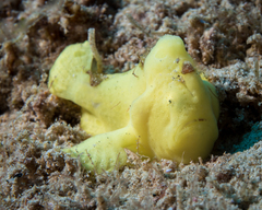 Antennarius commerson