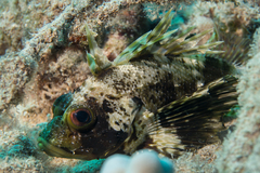 Dendrochirus barberi