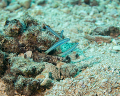 Ptereleotris heteroptera
