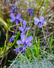 Viola decumbens