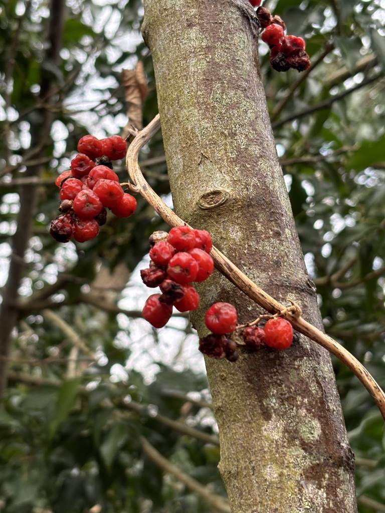 Black Bryony from Belhus Woods Country Park, South Ockendon, England ...
