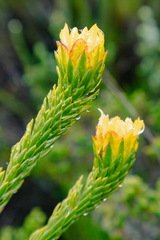 Lachnaea aurea