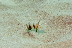 Iniistius aneitensis