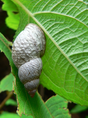 Mesembrinus sulcosus