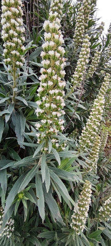 Echium onosmifolium, photograph 1