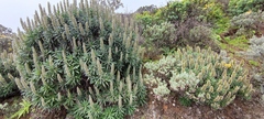 Echium onosmifolium, photograph (c) fmunoz, some rights reserved (CC BY)