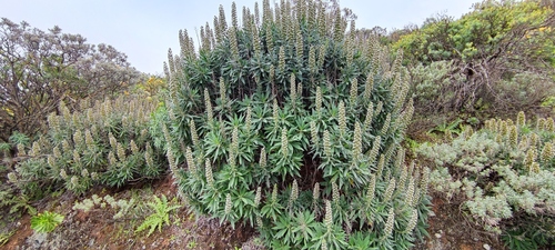 Echium onosmifolium, photograph 3
