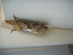 Sthenopis purpurascens