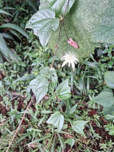 Foto de Maracujá-do-mato