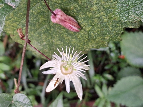 Foto de Maracujá-do-mato