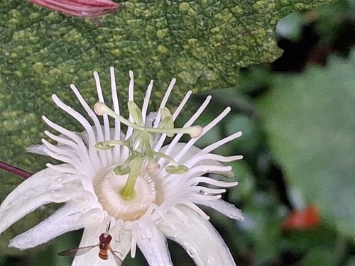 Foto de Maracujá-do-mato