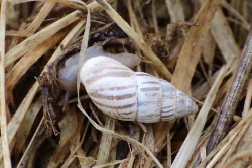 Zebra Snail, photo 5 of 10
