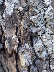 Thyreonotus