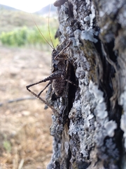 Thyreonotus