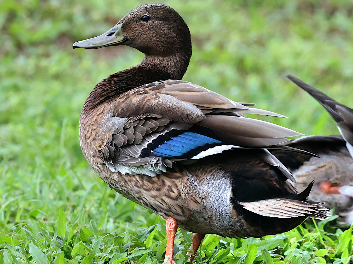 Hawaiian Duck (Anas wyvilliana)