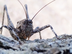 Thyreonotus